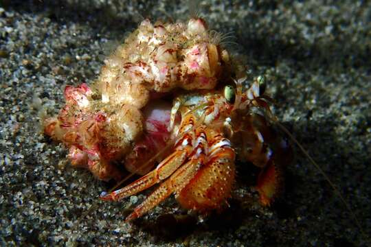 Image of armed hermit crab