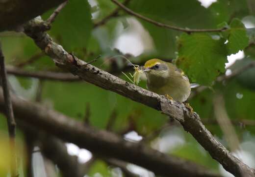 Image of Golden-winged Warbler