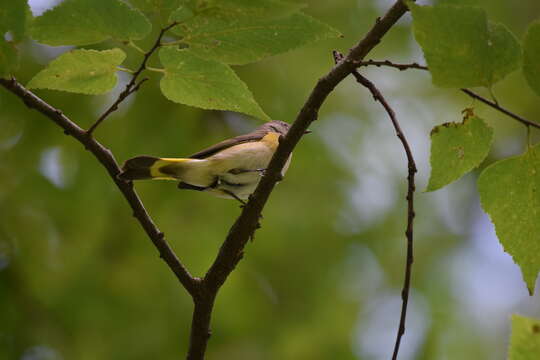 Imagem de Setophaga ruticilla (Linnaeus 1758)