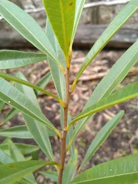 Image of Quassia bidwillii (Hook. fil.) Nooteboom