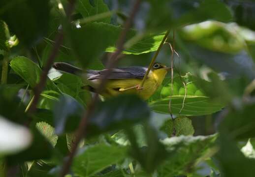 Слика од Cardellina canadensis (Linnaeus 1766)