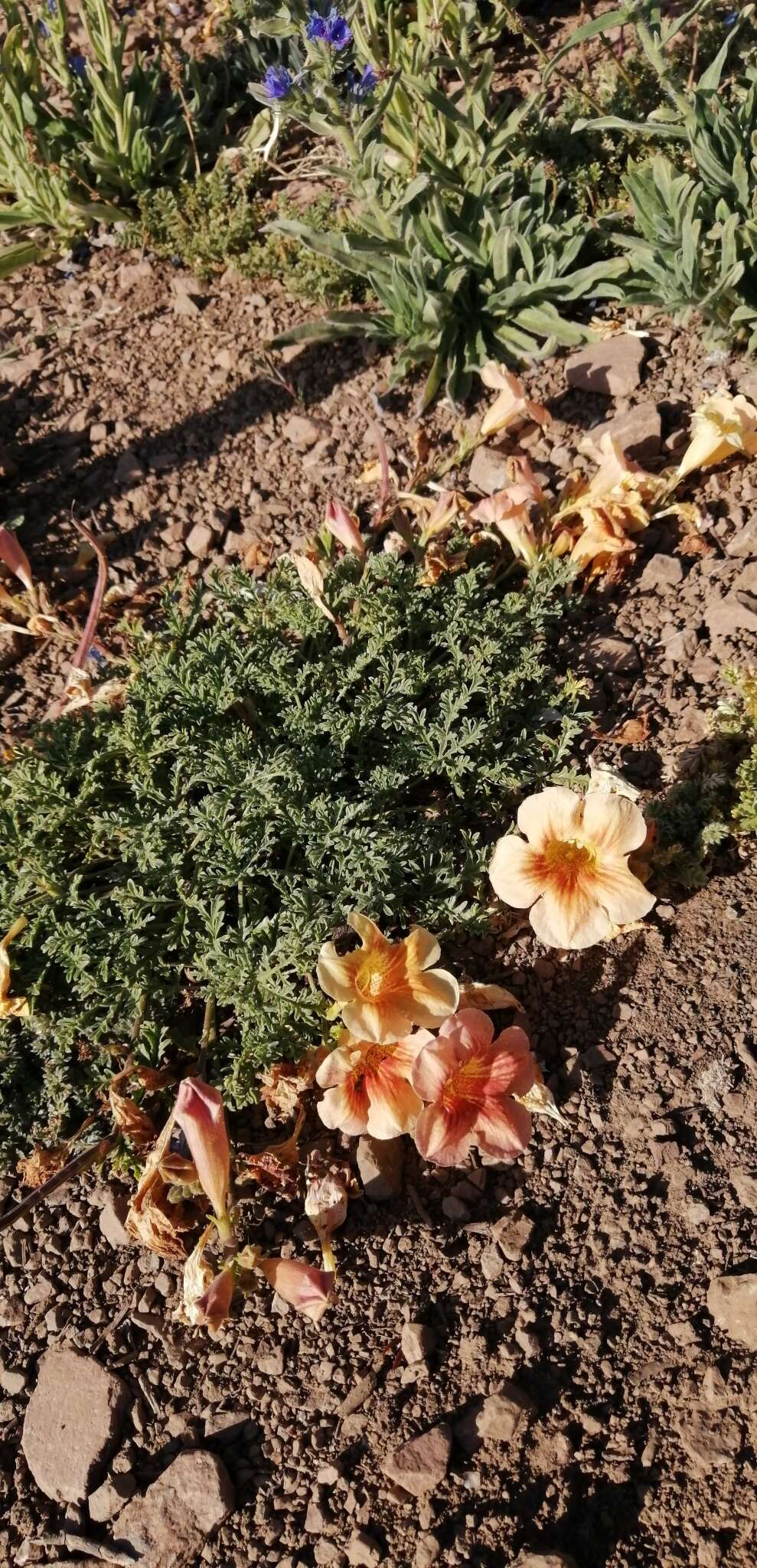 Image of Argylia adscendens DC.