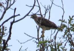 Image of Broad-winged Hawk