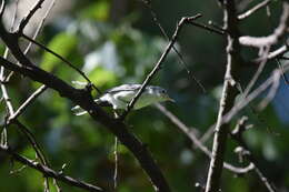 Image of gnatcatchers