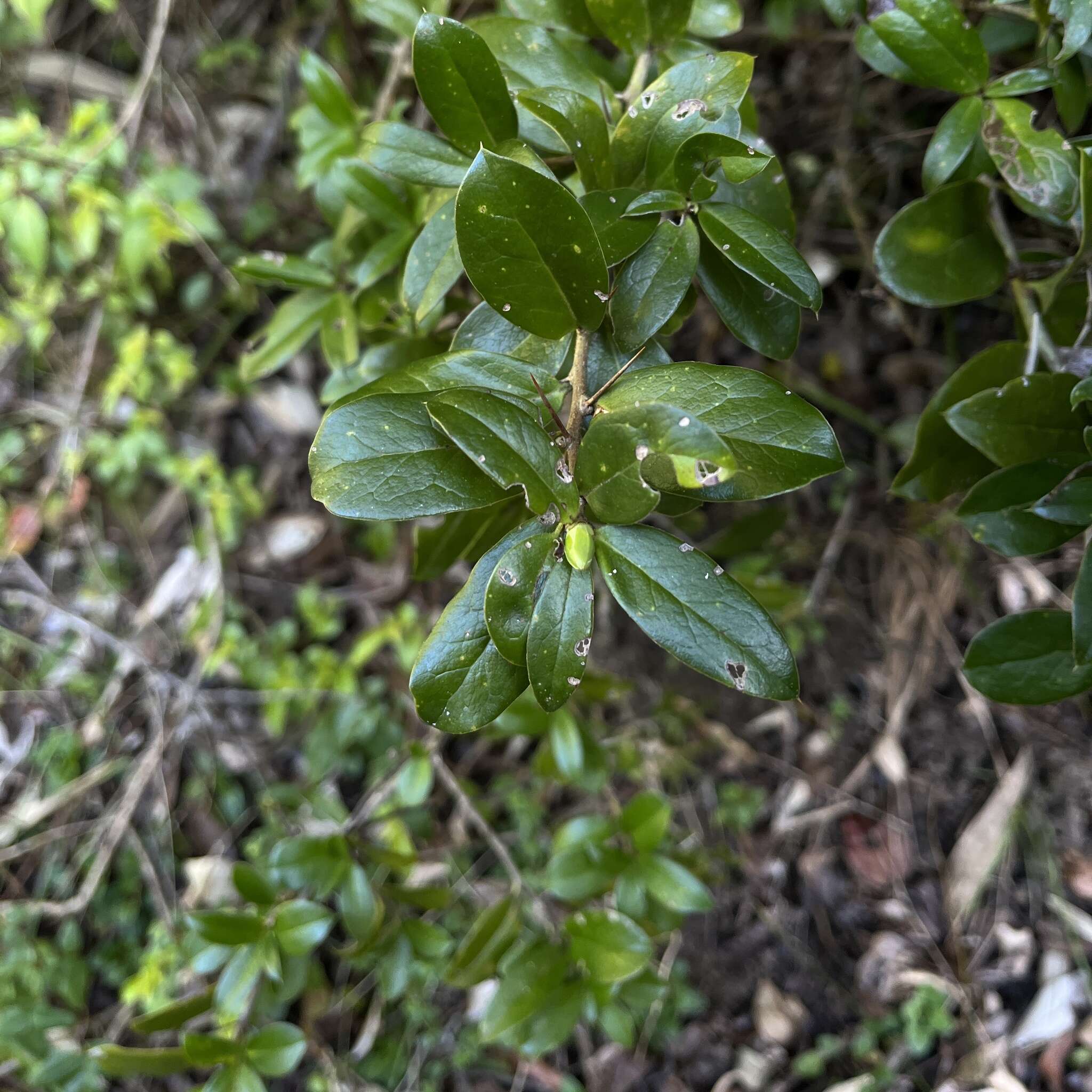 Image of Archidasyphyllum diacanthoides