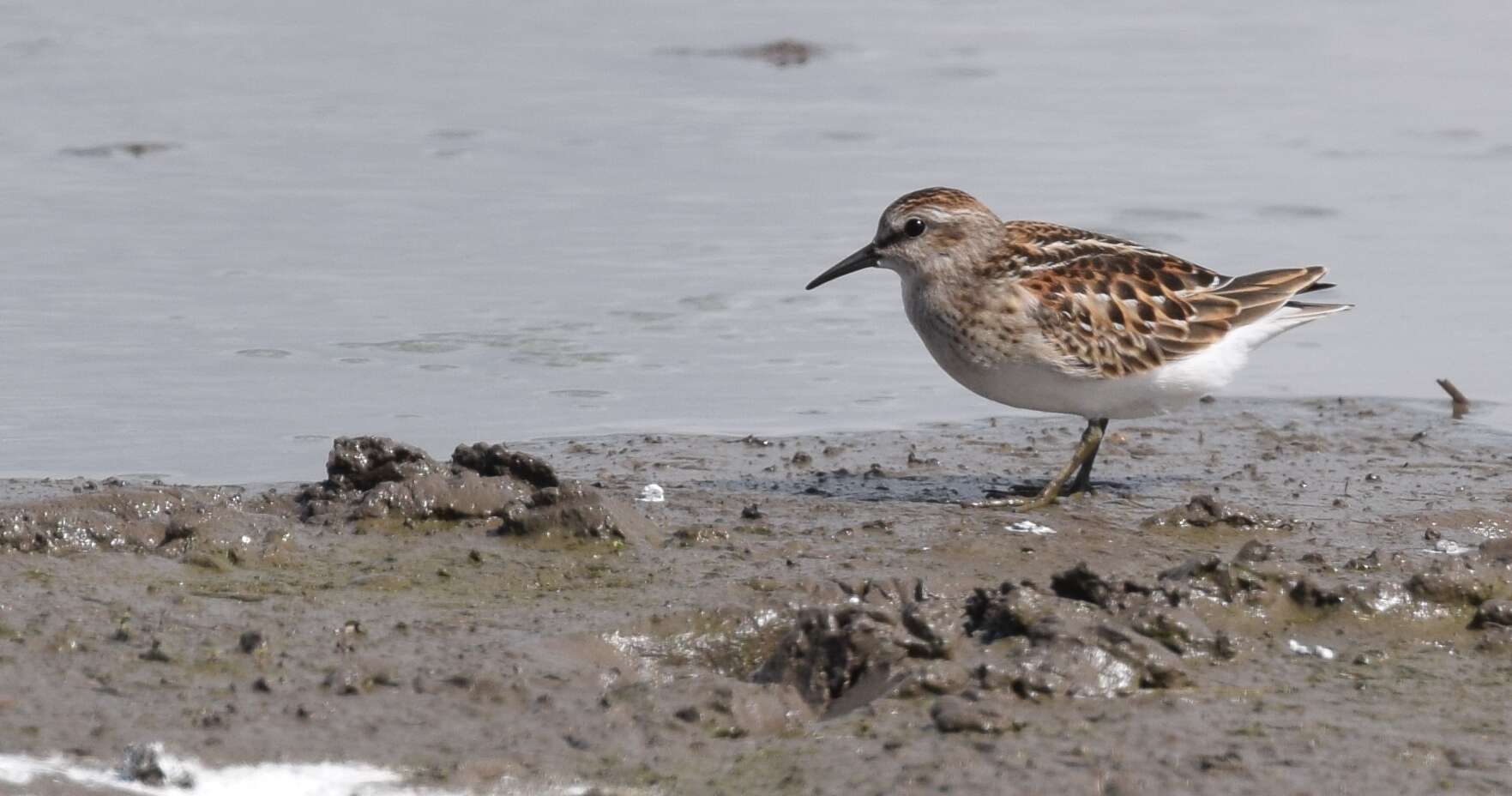 Image of Least Sandpiper