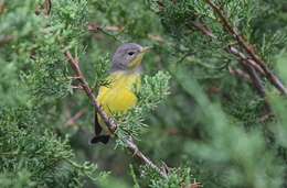 Image of Magnolia Warbler