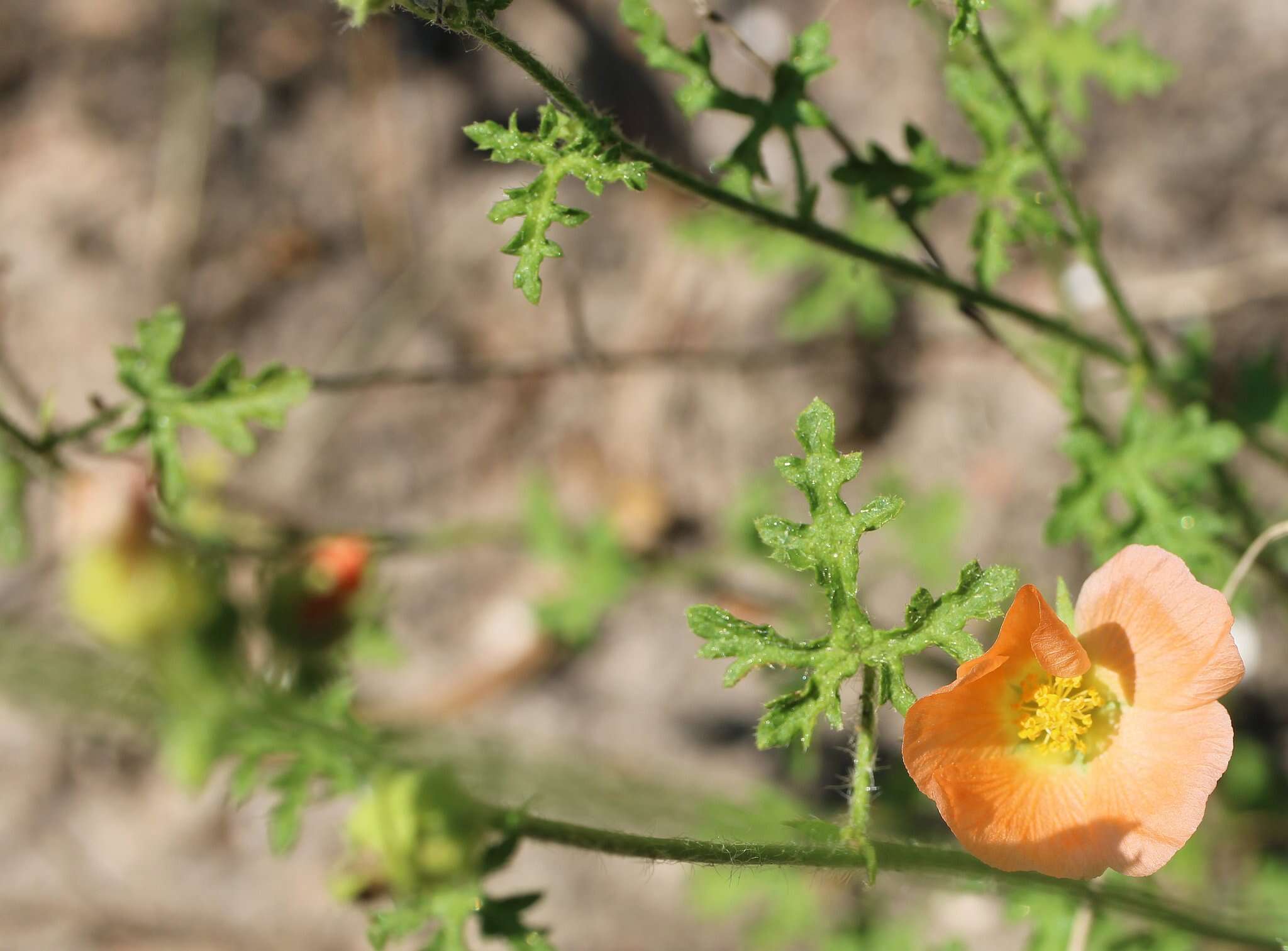 Imagem de Sphaeralcea pedatifida (A. Gray) A. Gray