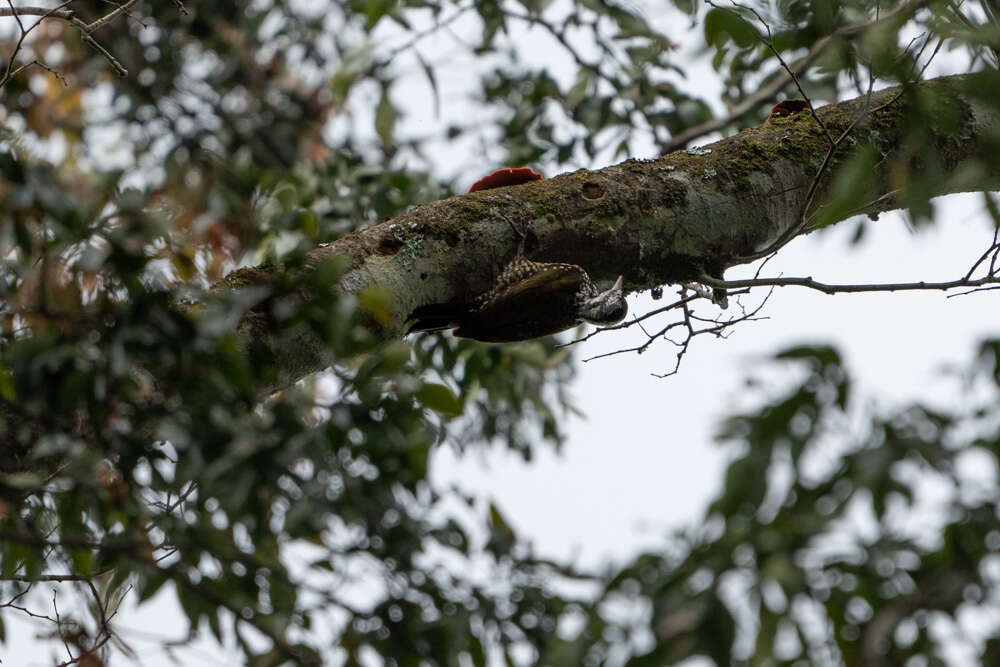 Image of Yellow-crested Woodpecker