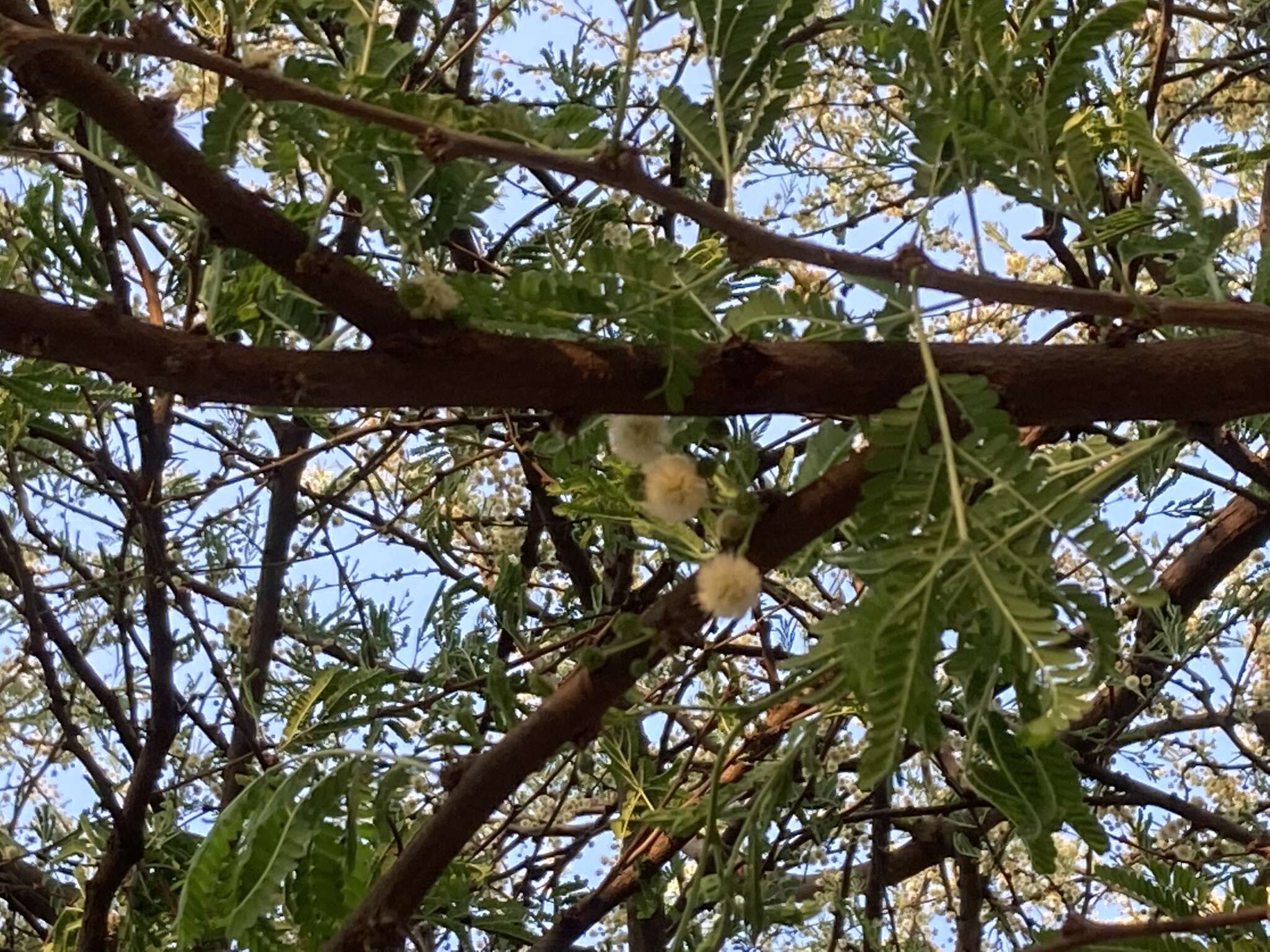 Imagem de Vachellia robusta (Burch.) Kyal. & Boatwr.