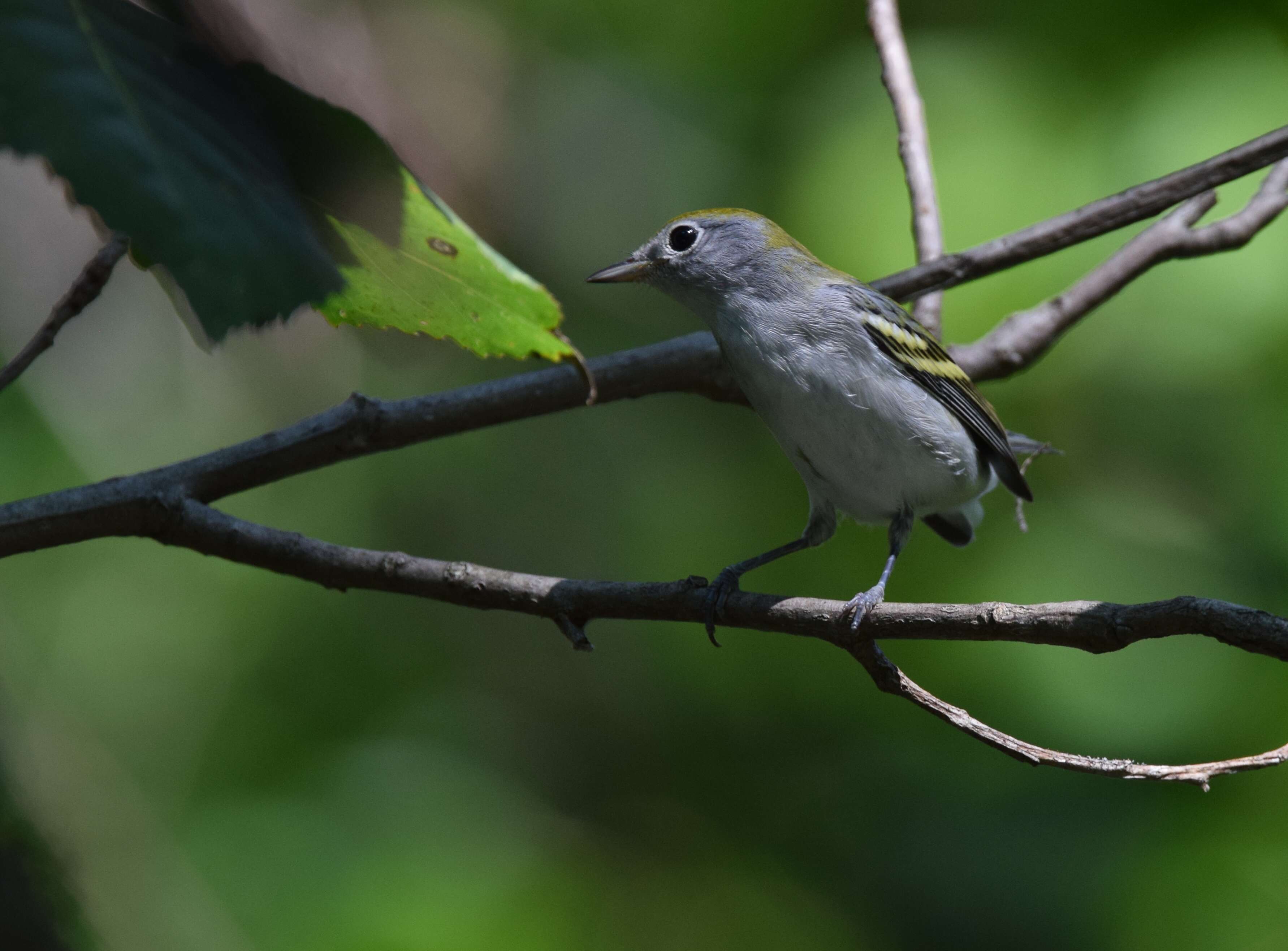 Image of Chestnut-sided Warbler