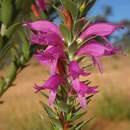 Imagem de Eremophila calorhabdos Diels