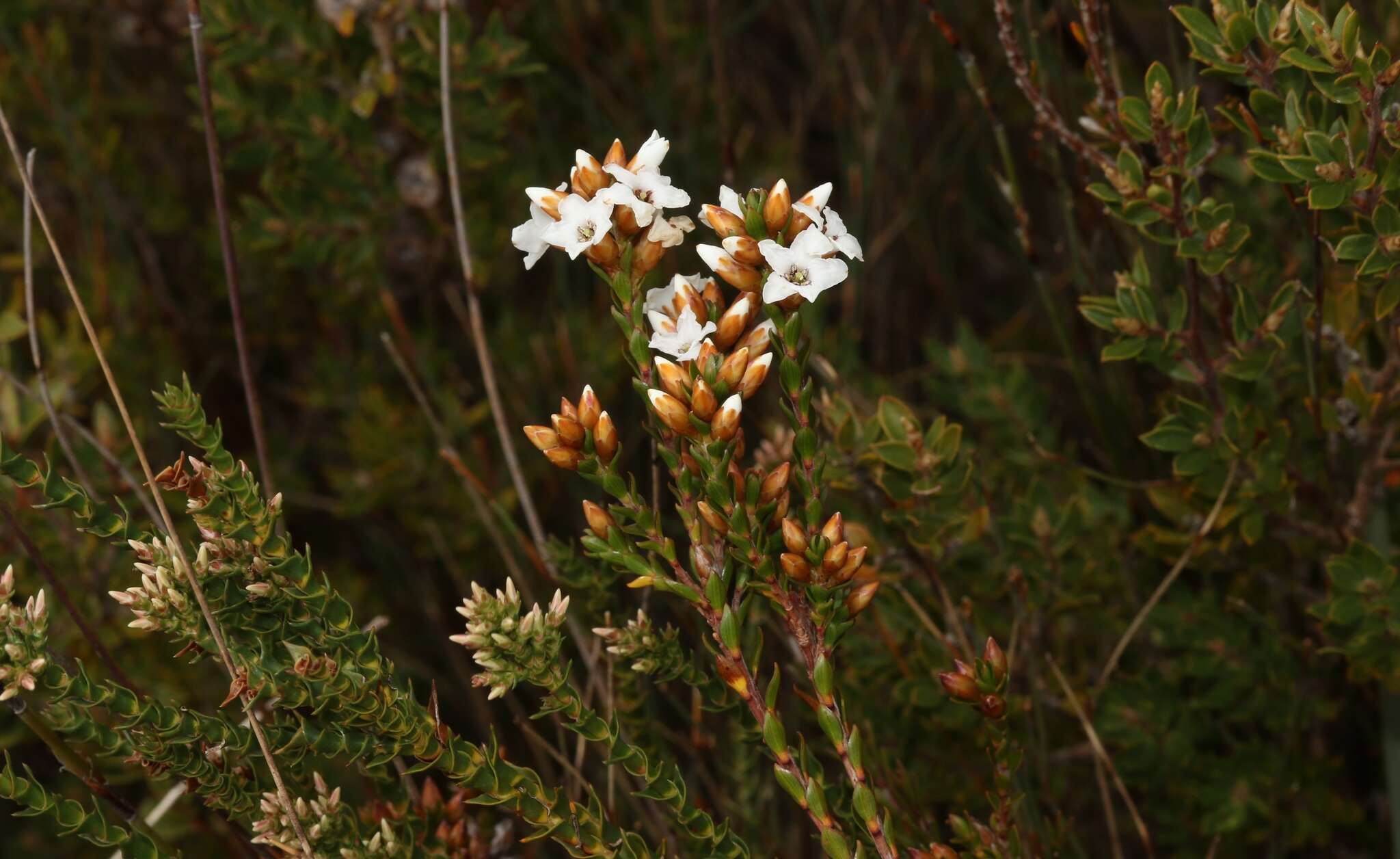 Plancia ëd Epacris corymbiflora J. D. Hook.