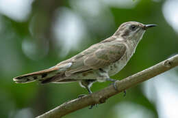 Chrysococcyx basalis (Horsfield 1821) resmi