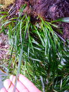 Image of toothed surfgrass