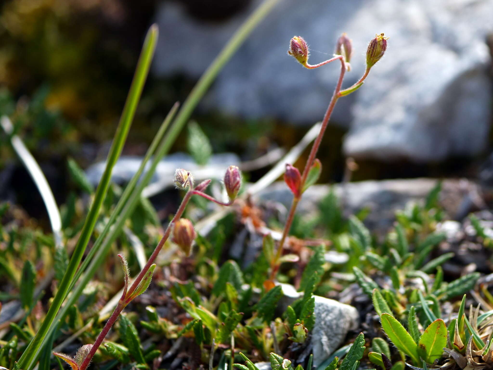 Image of Helianthemum alpestre (Jacq.) DC.