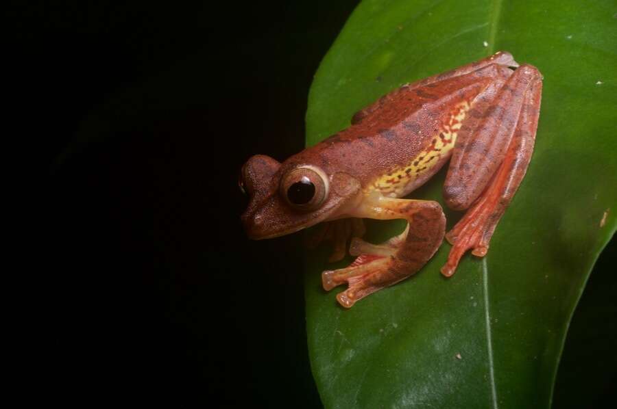 Rhacophorus pardalis Günther 1858 resmi