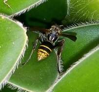 Image of Polistes cinerascens de Saussure 1854