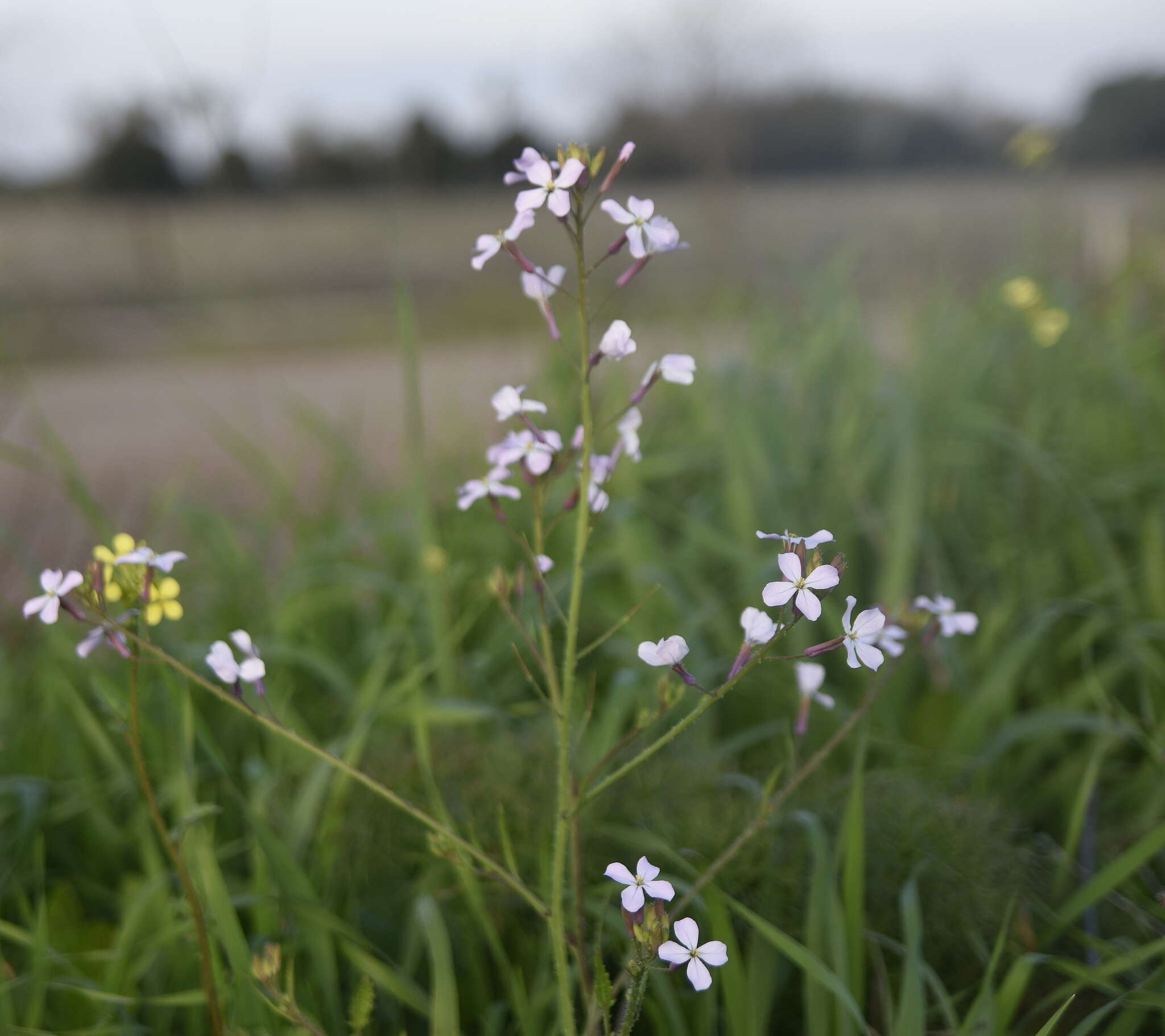 Imagem de Raphanus raphanistrum subsp. rostratus (DC.) Thell.