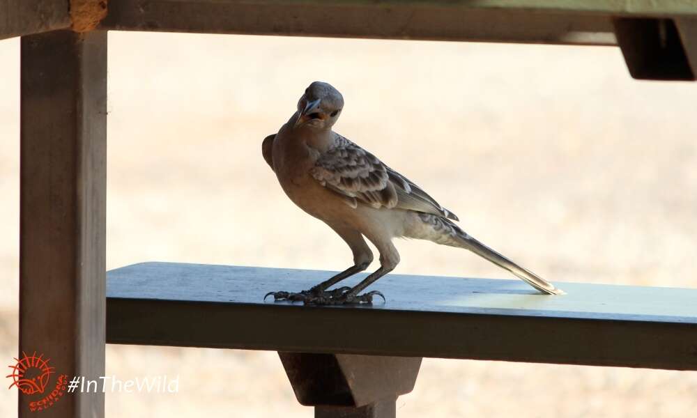 Image of Great Bowerbird