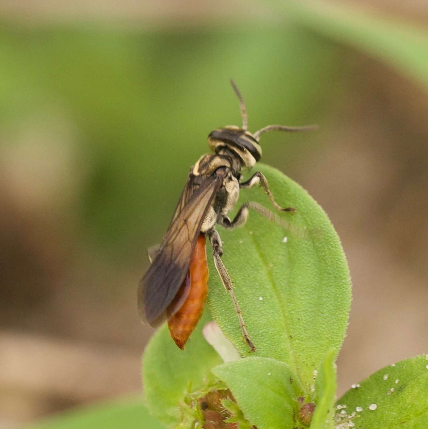 Image de Larra bicolor Fabricius 1804