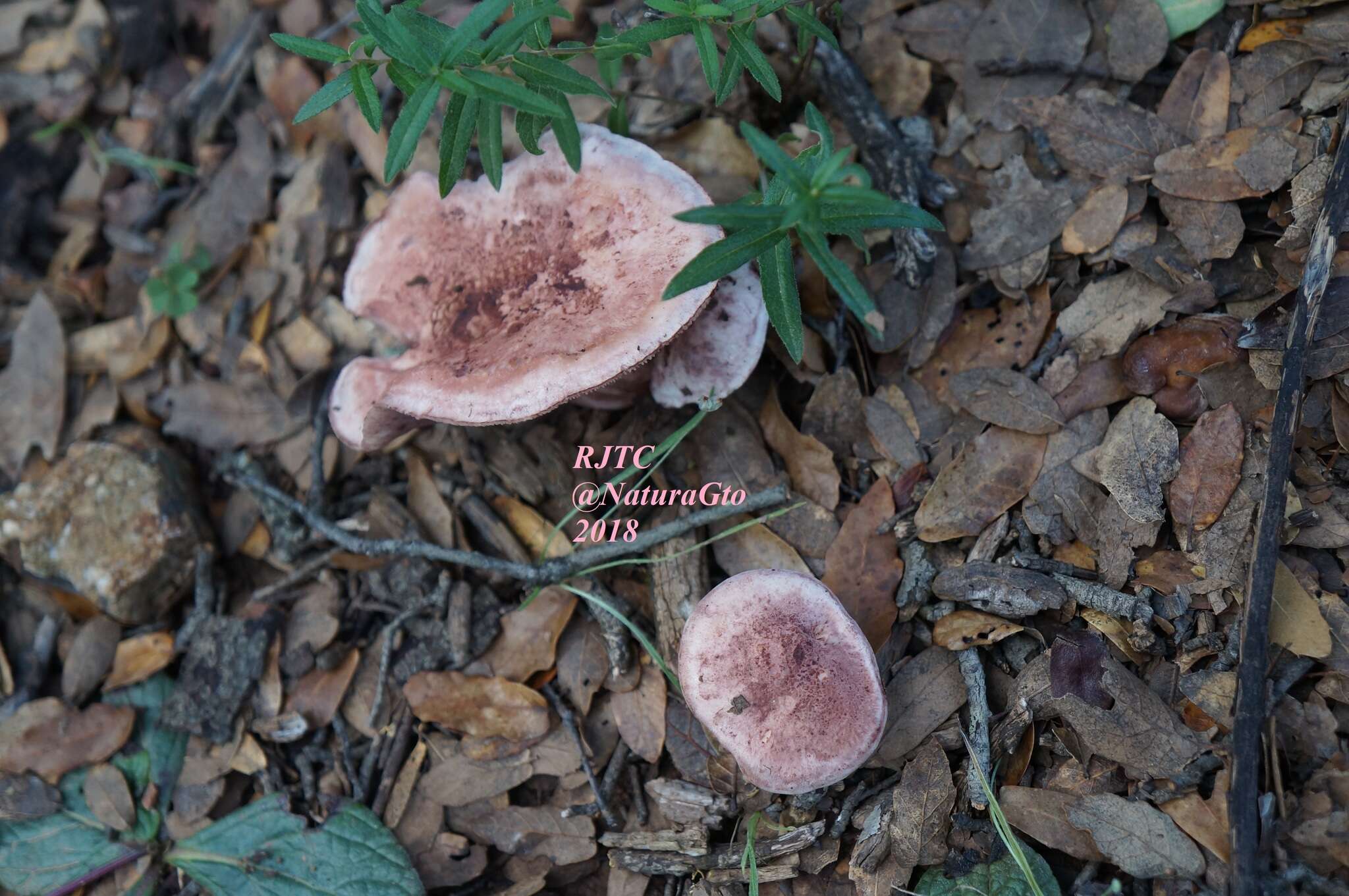 Image of Hygrophorus russula (Schaeff. ex Fr.) Kauffman 1918