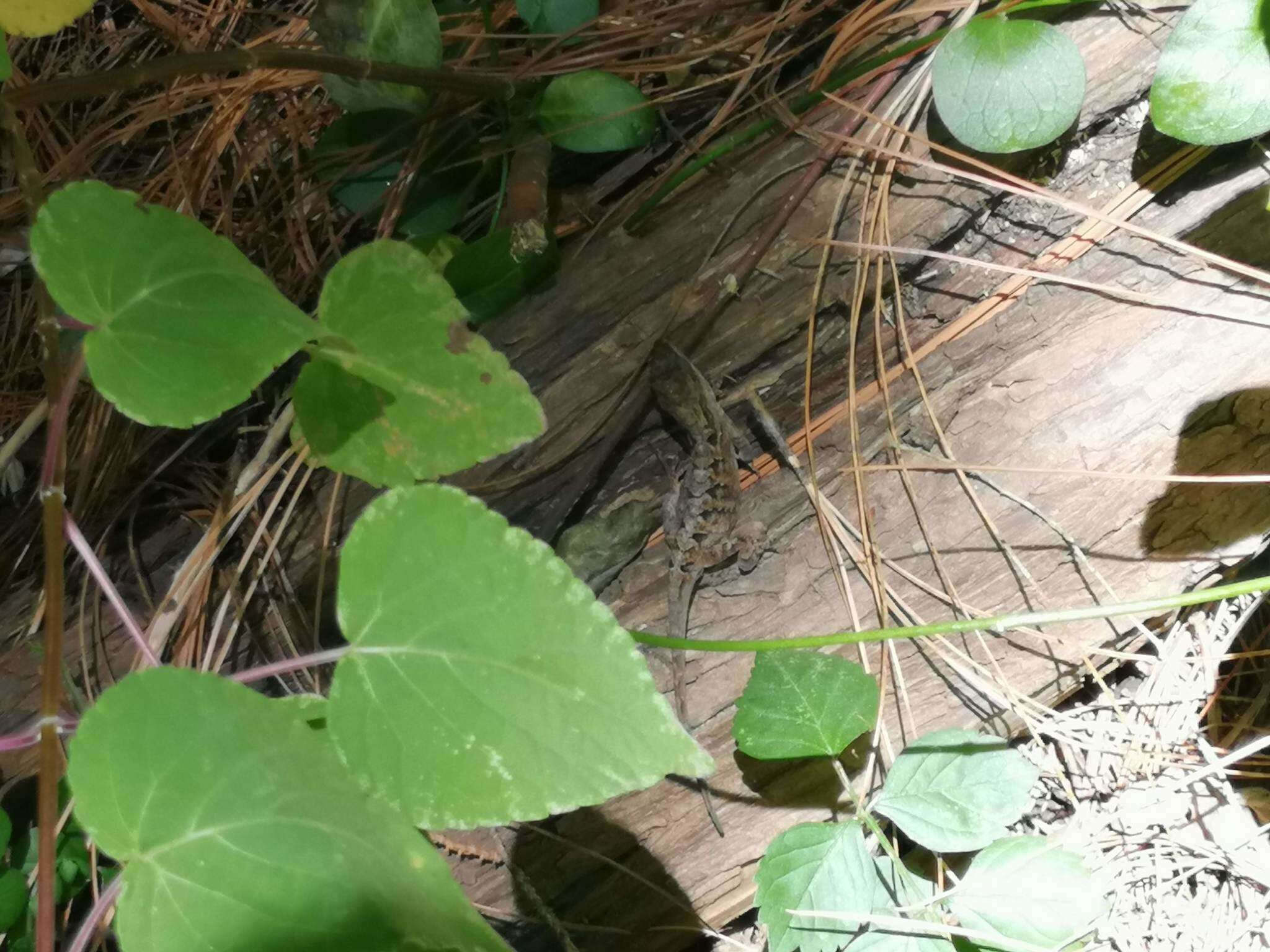 Image of Chiapas Ornate Anole