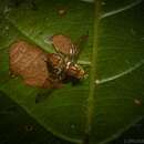 Слика од Bactrocera brunnea (Perkins & May 1949)