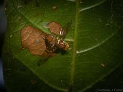 Слика од Bactrocera brunnea (Perkins & May 1949)