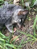 Image of Brush-tailed Marsupial Mouse