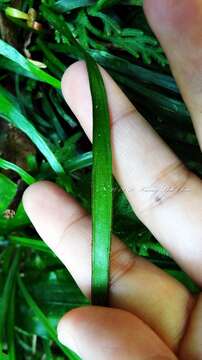 Image of Haplopteris anguste-elongata (Hayata) E. H. Crane