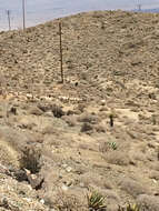 Image of Desert bighorn sheep