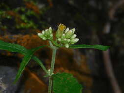 Schistocarpha eupatorioides (Fenzl) O. Kuntze resmi