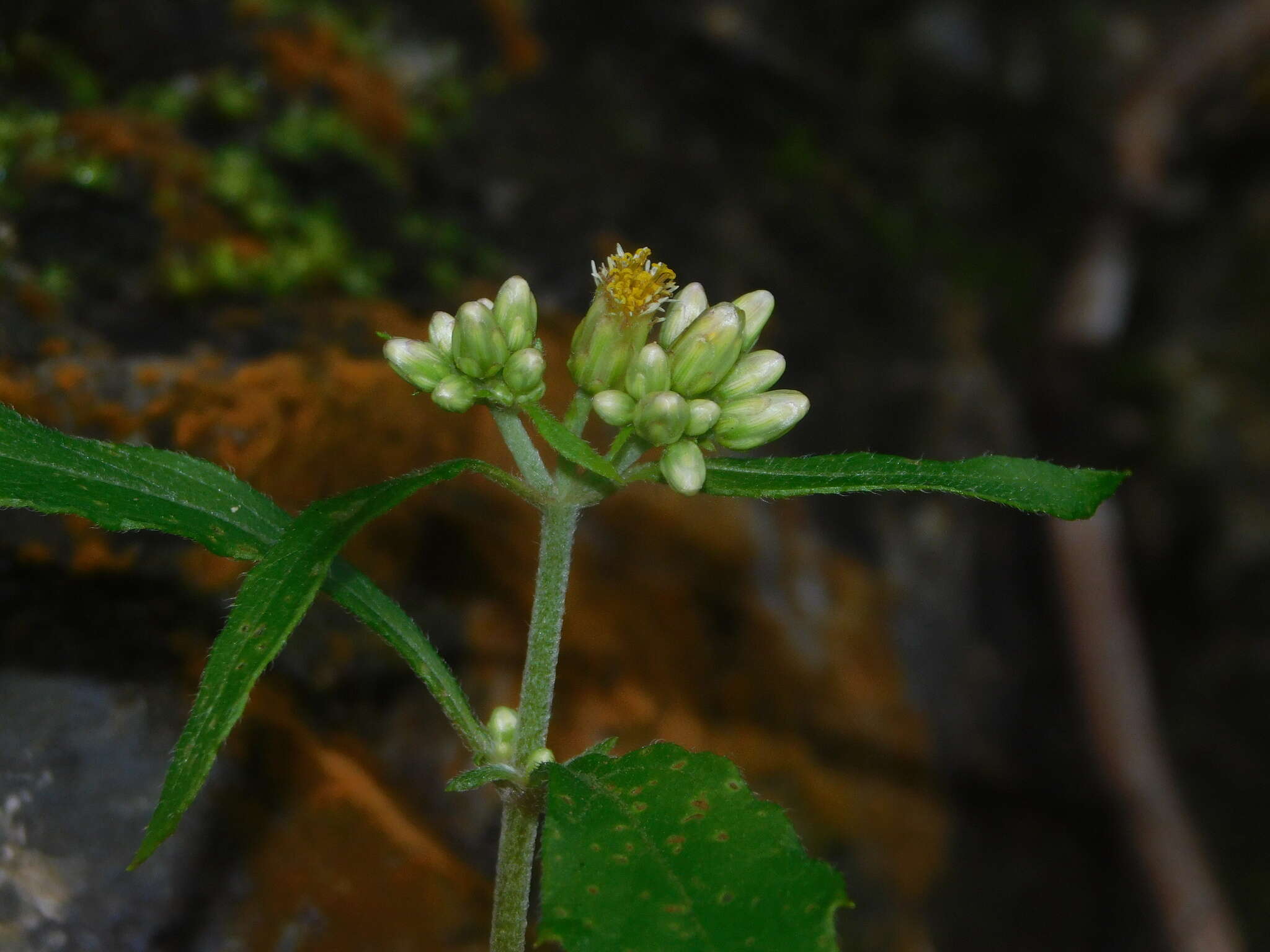 Image of Schistocarpha eupatorioides (Fenzl) O. Kuntze