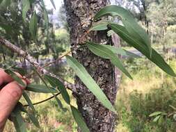 Слика од Eucalyptus crebra F. Müll.