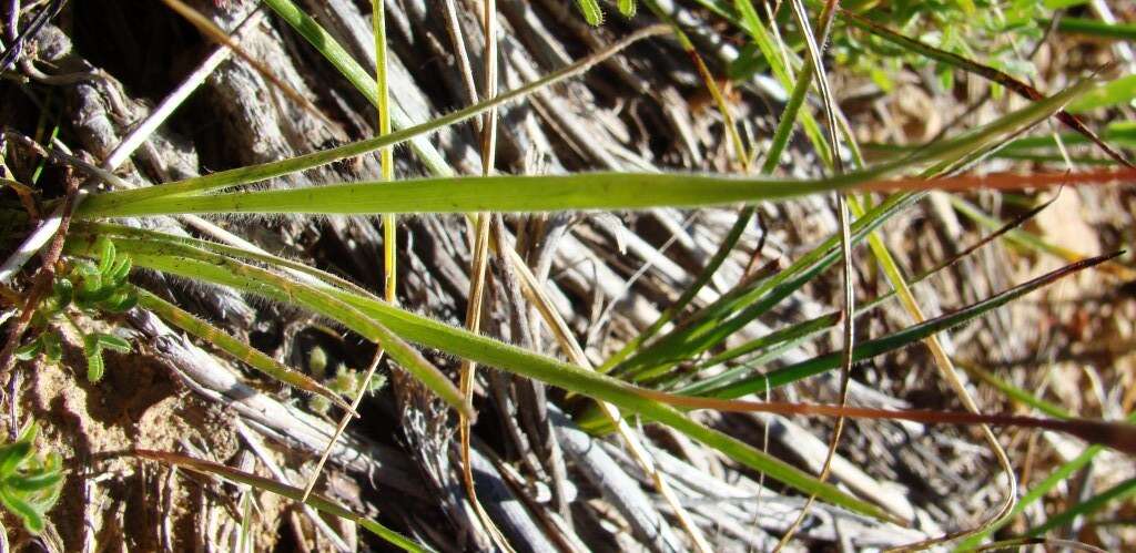 Hesperantha pilosa (L. fil.) Ker Gawl.的圖片