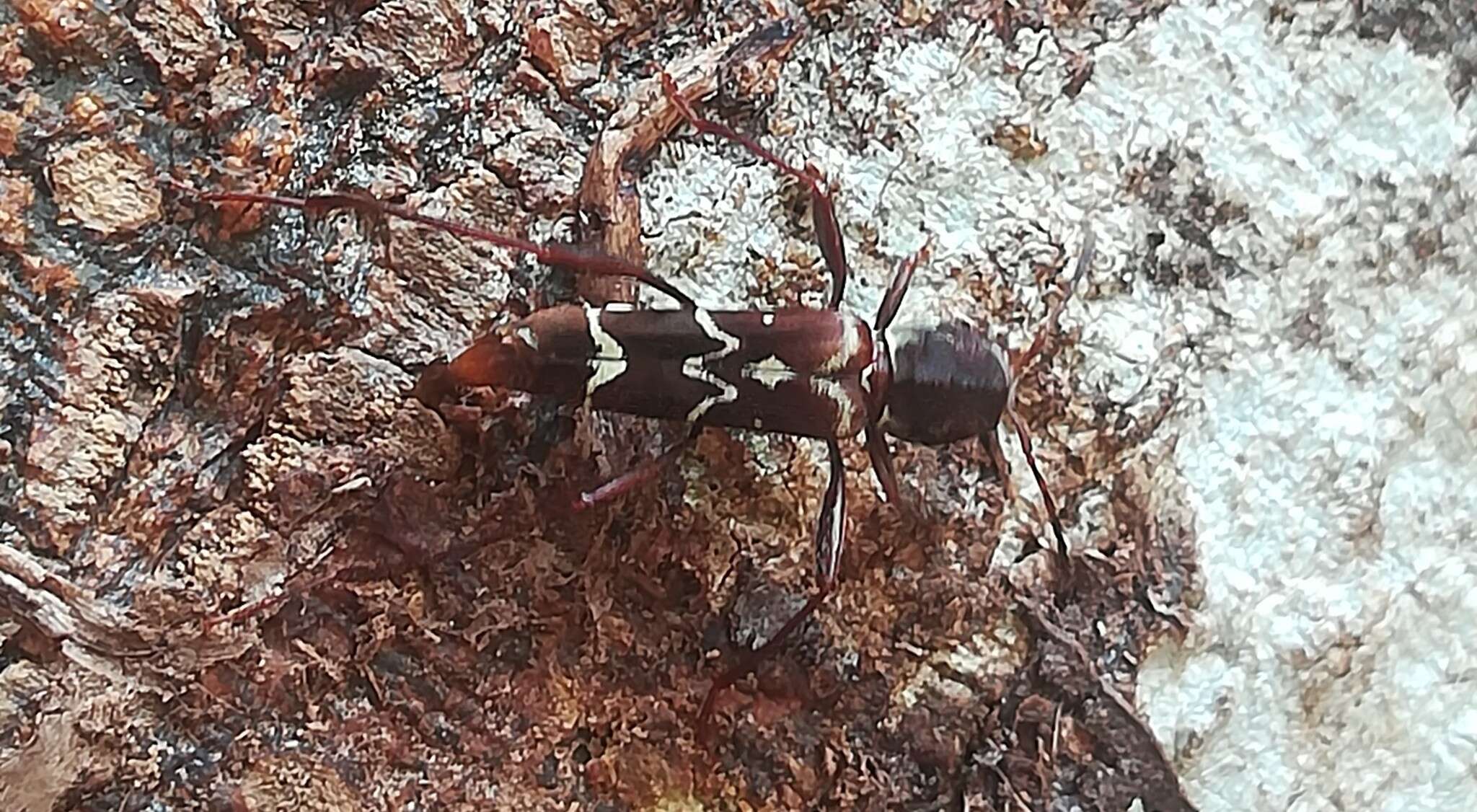 Image of Neoclytus cacicus (Chevrolat 1860)