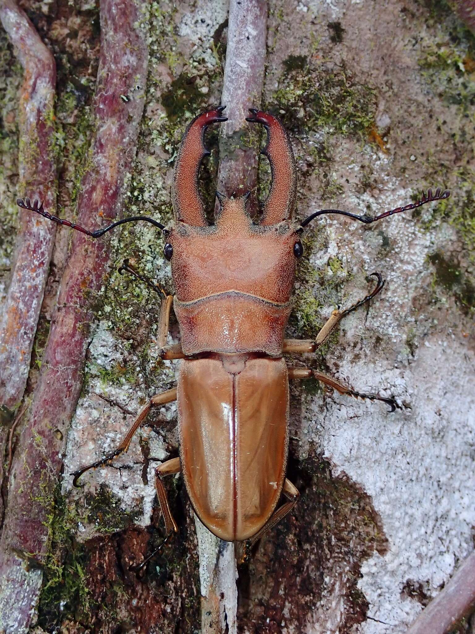 Image of Cyclommatus lunifer Boileau 1905