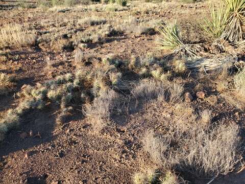 Image of Devil's Prickly-pear Cactus