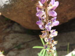 Image of Lupinus latifolius subsp. wigginsii (C. P. Sm.) P. Kenney & D. B. Dunn