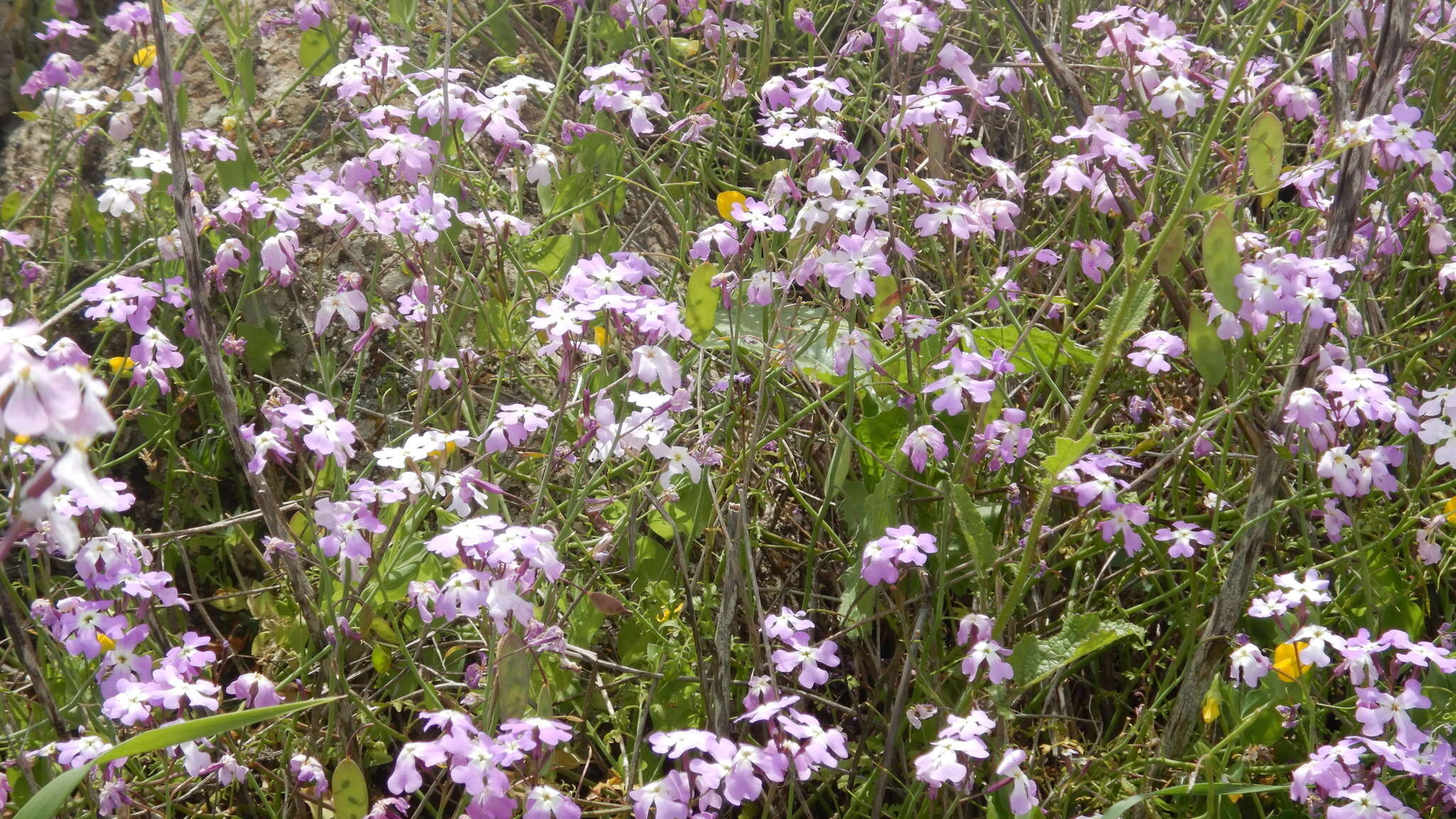 Image of Ricotia lunaria (L.) DC.