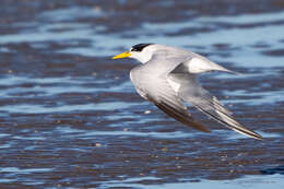 Sternula superciliaris (Vieillot 1819) resmi