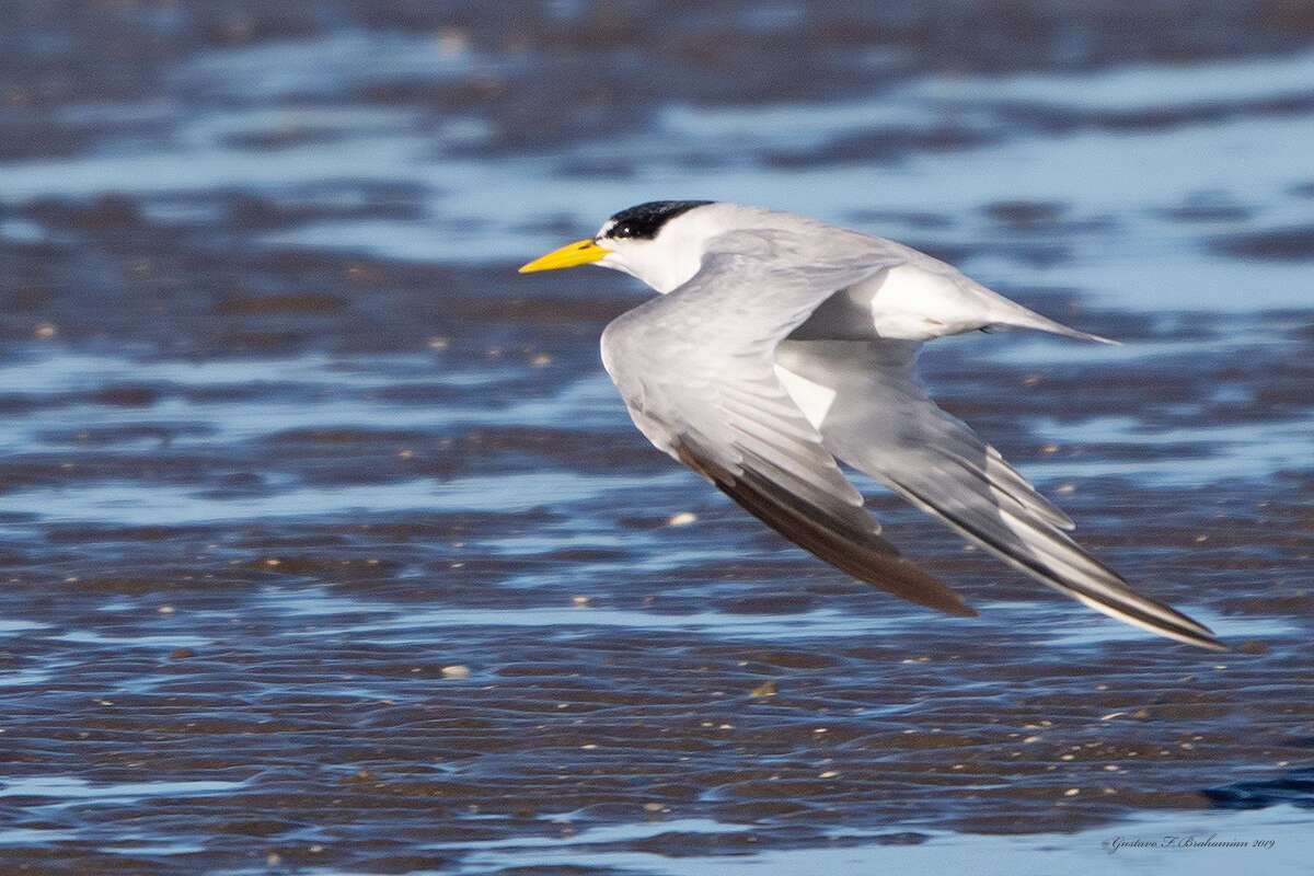 Image of Yellow-billed Tern