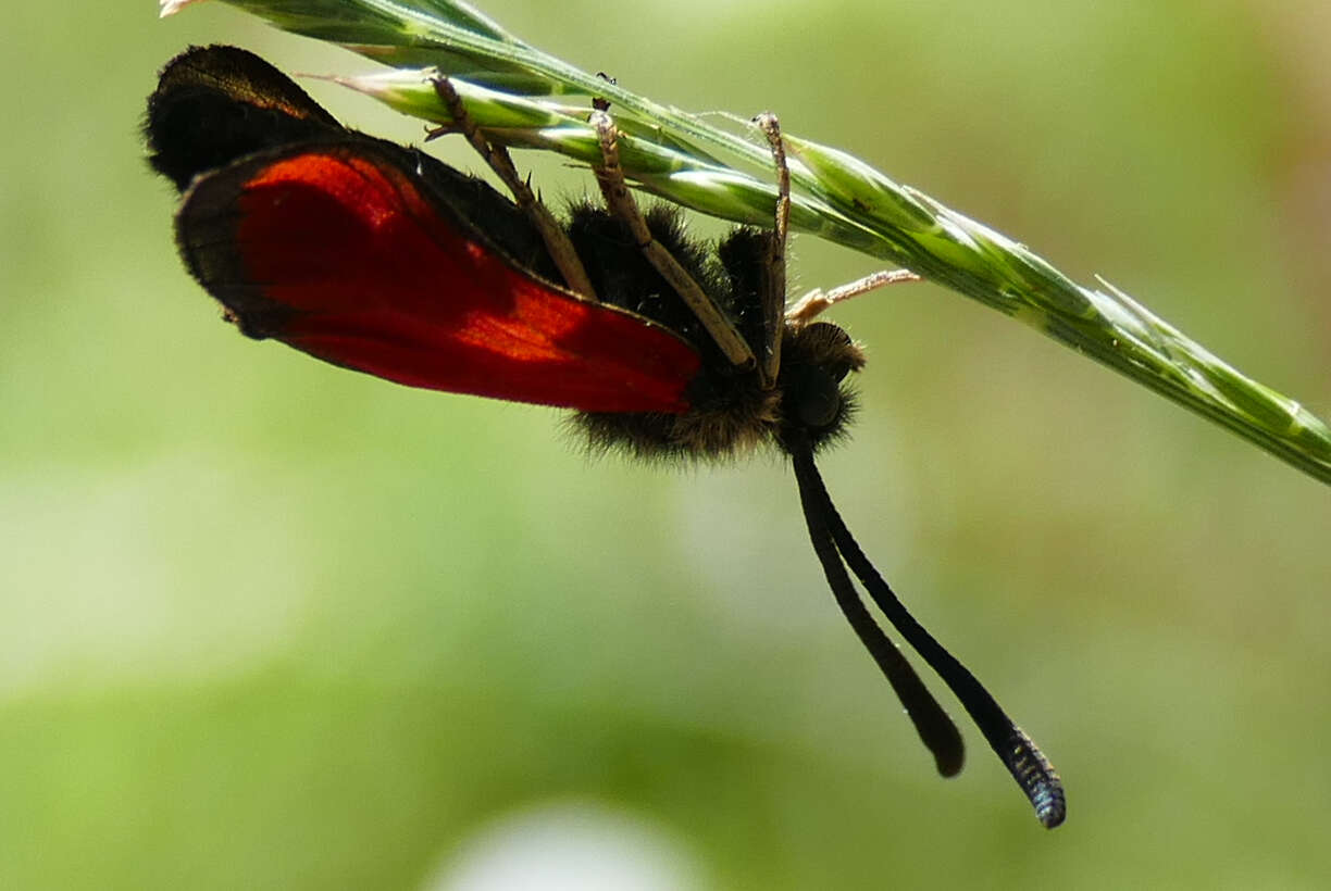 Image of Zygaena rubicundus