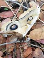 Image of Western Polyphemus Moth