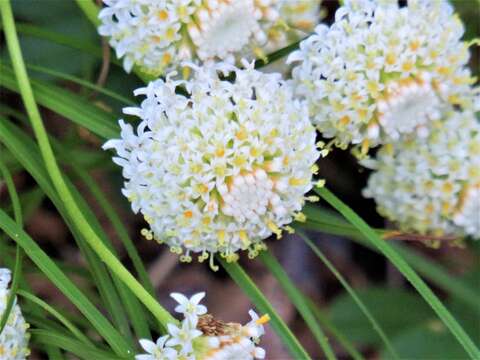 Image of Apuan mountain lavender-cotton