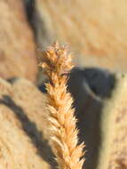 Image de Nepeta annua Pall.