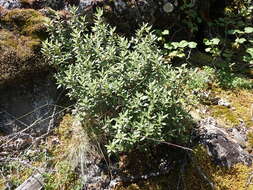 Imagem de Rhododendron adamsii Rehder