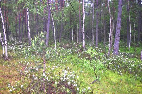 Imagem de Rhododendron tomentosum (Stokes) Harmaja