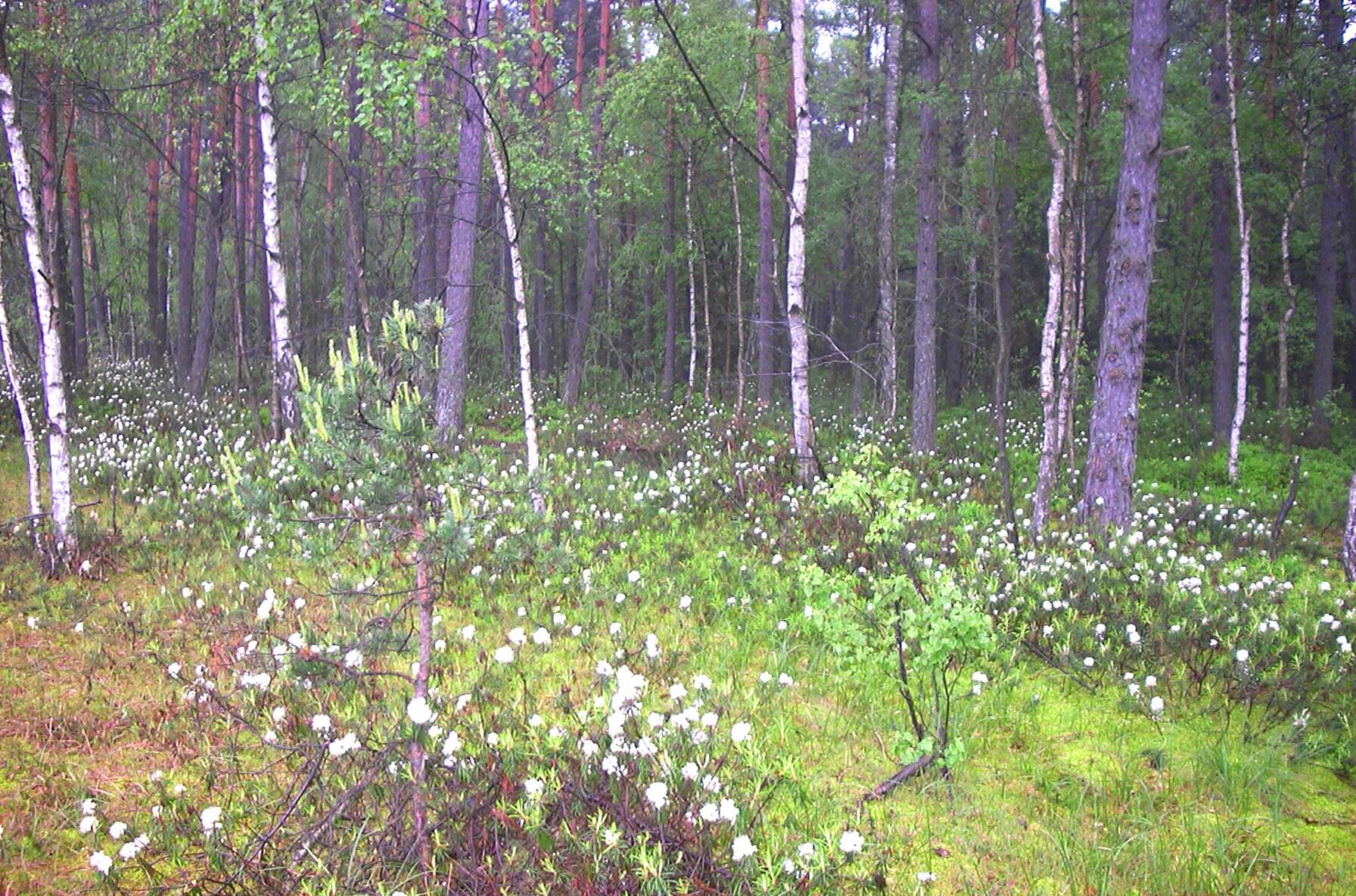 Imagem de Rhododendron tomentosum (Stokes) Harmaja